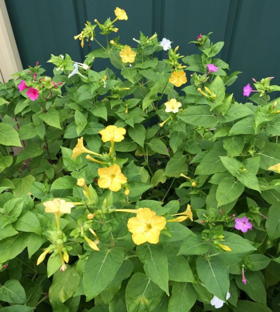 菜々緒/FOUR O'CLOCK Four O'Clock, 'Beddu' | Uprising Seeds