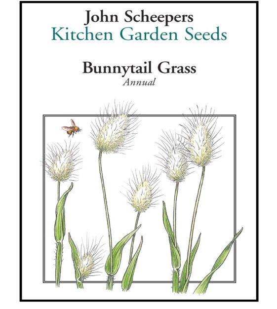 Bunnytail Grass | John Scheepers Kitchen Garden Seeds