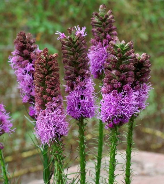 Blazing Stars | John Scheepers Kitchen Garden Seeds