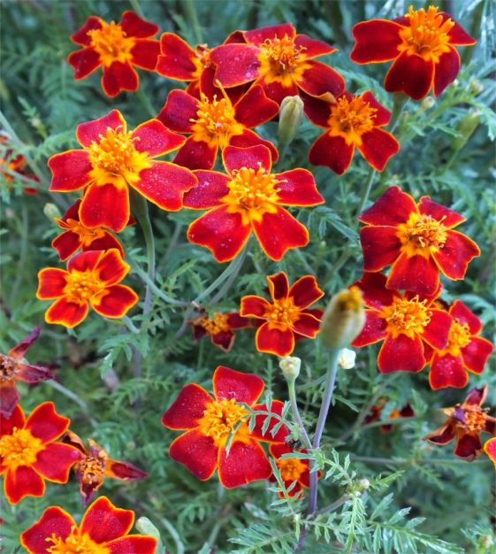 20 20 20 plant fertilizer 20-20-20 Liquid Soluble Fertilizer  Hancock Seed