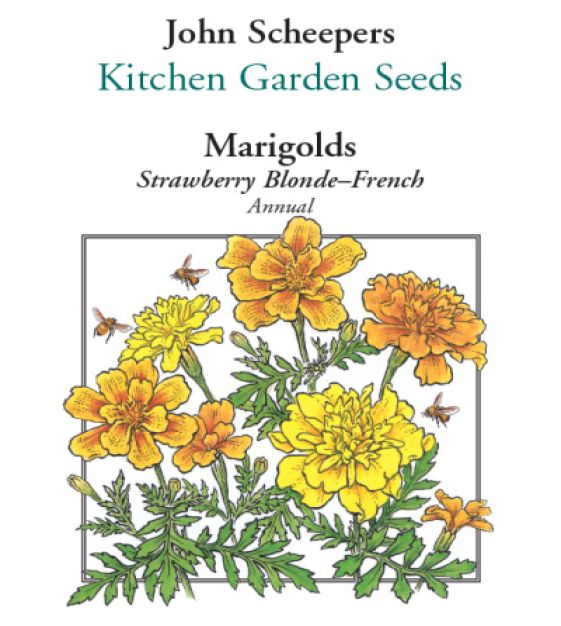 Strawberry Blonde French Marigold | John Scheepers Kitchen Garden Seeds