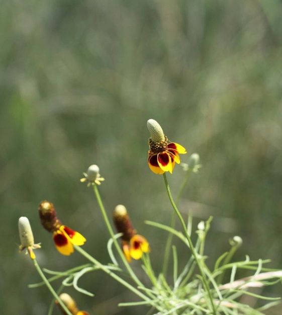 Mexican Hat