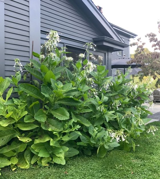only the lonely tobacco plant Only the Lonely Nicotiana