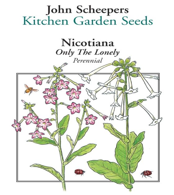 Only the Lonely Nicotiana | John Scheepers Kitchen Garden Seeds