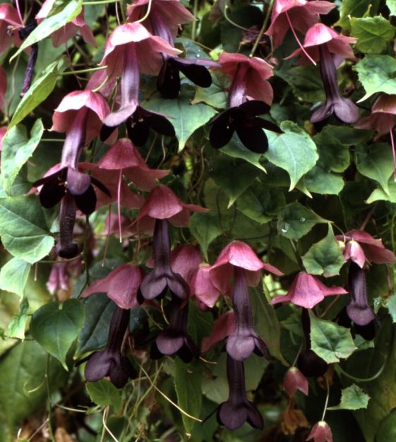 Purple Bell Vine | John Scheepers Kitchen Garden Seeds