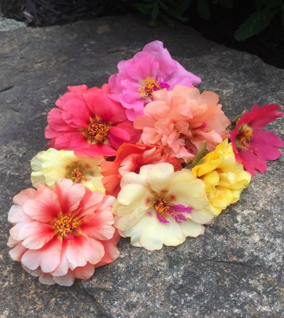 The Double Moss Rose Mixture | John Scheepers Kitchen Garden Seeds