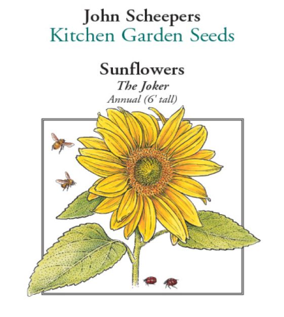 The Joker Sunflower | John Scheepers Kitchen Garden Seeds