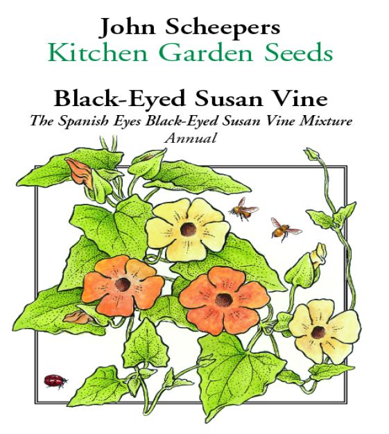 The Spanish Eyes Black-Eyed Susan Vine Mixture | John Scheepers Kitchen  Garden Seeds