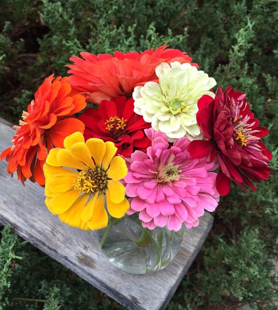 Zinnia Giant Double Scarlet Flame Seeds 1G from Ferry-Morse Seeds