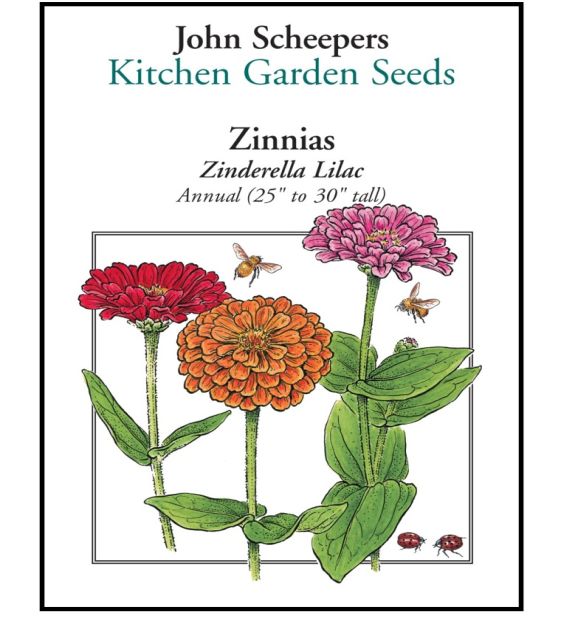 Zinderella Lilac Zinnia | John Scheepers Kitchen Garden Seeds