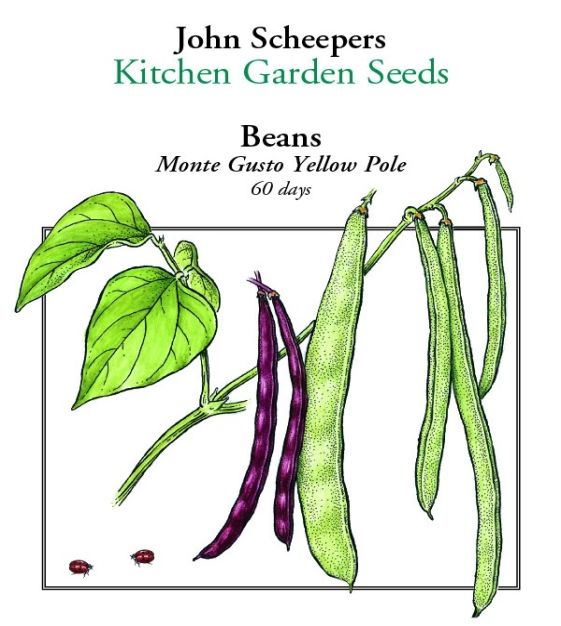 Kitchen Garden Seeds Monte Gusto Pole Bean