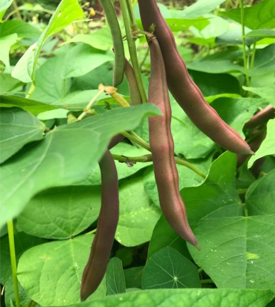 Red Swan Bush Bean | Johns Scheepers Kitchen Garden Seeds