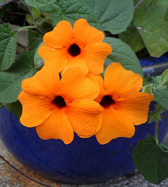 Superstar Orange Black Eyed Susan Vine | John Scheepers Kitchen