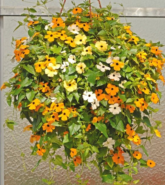 The Susie Black-Eyed Susan Vine Mixture | John Scheepers Kitchen