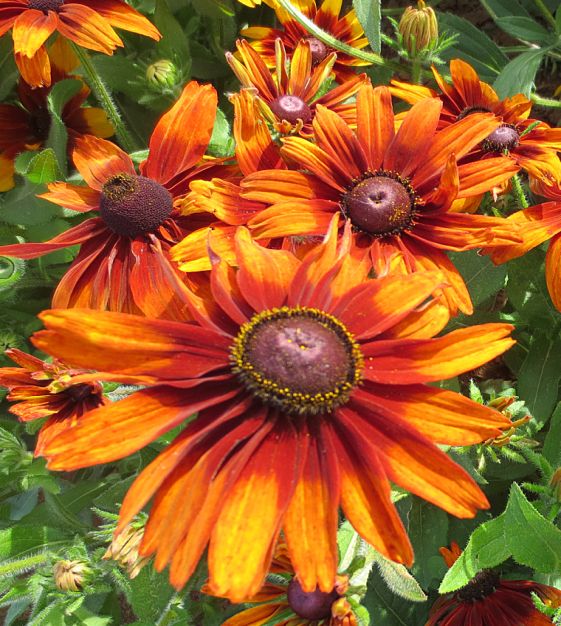 Cappuccino Black-Eyed Susan | John Scheepers Kitchen Garden Seeds