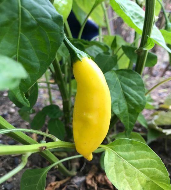 Aji Limo (Lemon Drop) Hot Chile Pepper