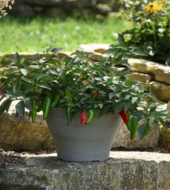 Pot-a-peo Jalapeo Hot Chile Pepper
