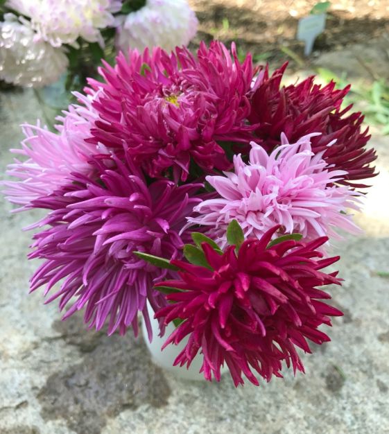 The Seastar Double Aster Mixture | John Scheepers Kitchen Garden Seeds