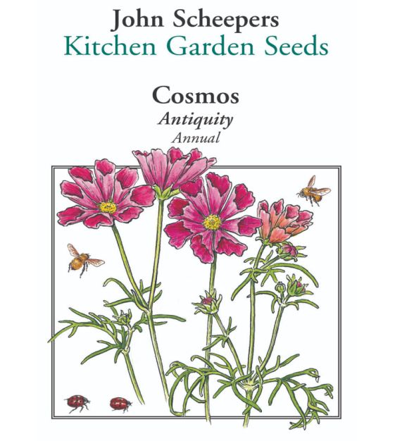 Antiquity Cosmos | John Scheepers Kitchen Garden Seeds
