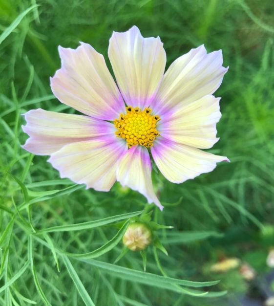Kitchen Garden Seeds Apricot Lemonade Cosmos - Thumbnail 3