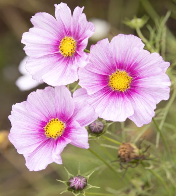 The Romantic Bouquet Garden | John Scheepers Kitchen Garden Seeds