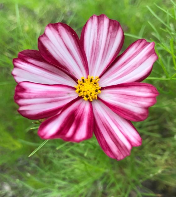 Kitchen Garden Seeds Apricot Lemonade Cosmos - Thumbnail 2