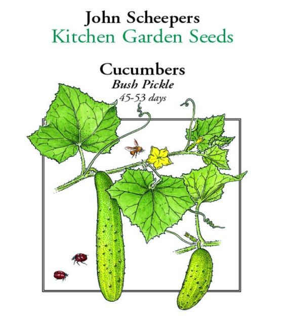 Bush Pickle Pickling Cucumber