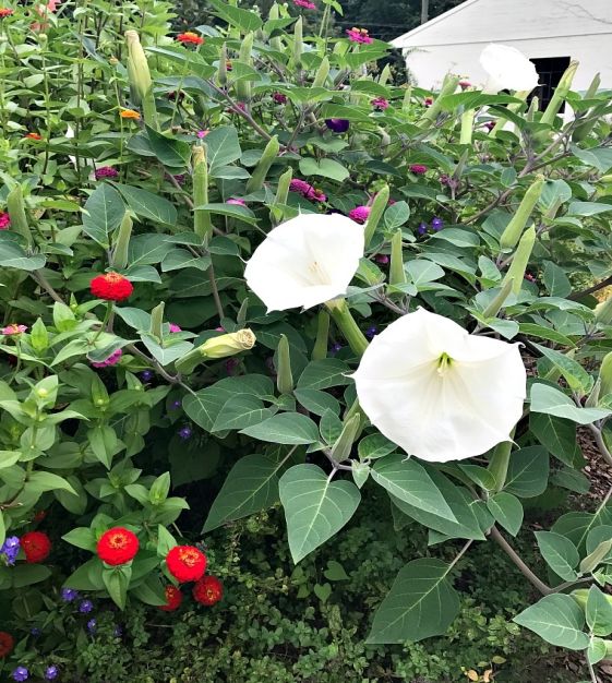 Kitchen Garden Seeds Belle Blanche Datura - Thumbnail 2