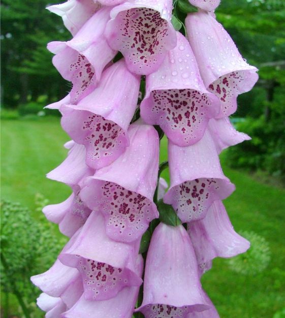 The Excelsior Foxglove Mixture | John Scheepers Kitchen Garden Seeds