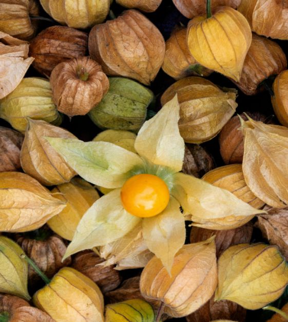 Goldenberry | John Scheepers Kitchen Garden Seeds