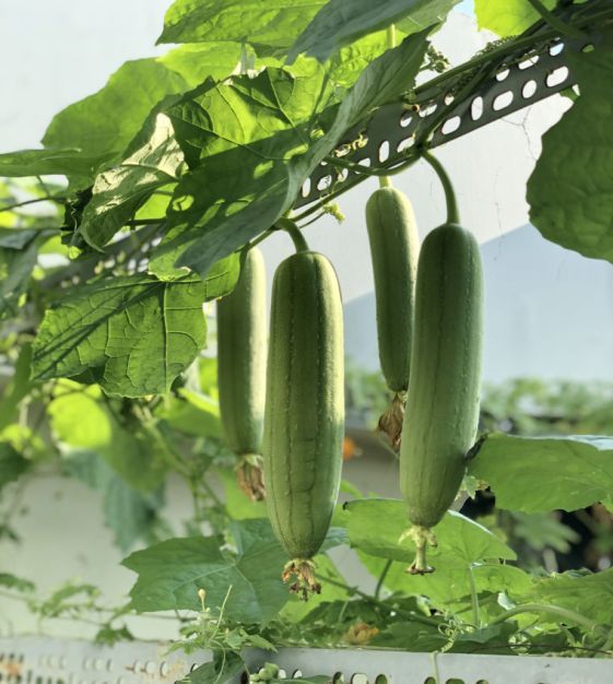 Kitchen Garden Seeds Luffa Gourd