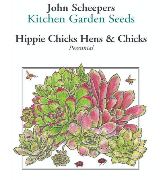 Kitchen Garden Seeds Hens & Chicks - Thumbnail 2