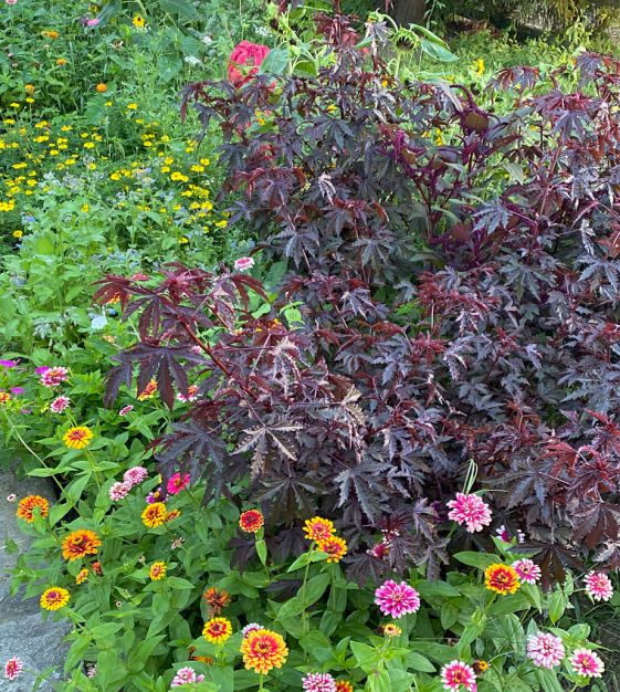 Hibiscus Seeds - Splendor Mahogany, Japanese Maple Look (15 Seeds)