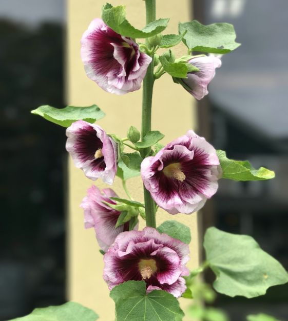 bewsserung olivenbaum Olivenbaum Dnger von Flora Boost
