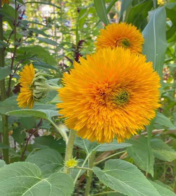 The Extraordinary Sunflower Garden | John Scheepers Kitchen Garden