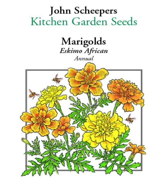 Eskimo African Marigold | John Scheepers Kitchen Garden Seeds