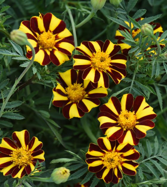 Mr. Majestic French Marigold | John Scheepers Kitchen Garden Seeds