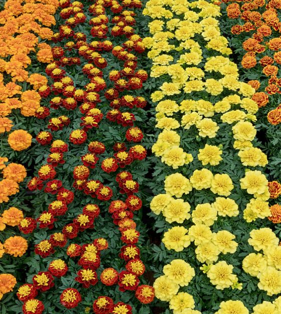 The Super Hero French Marigold Mixture | John Scheepers Kitchen