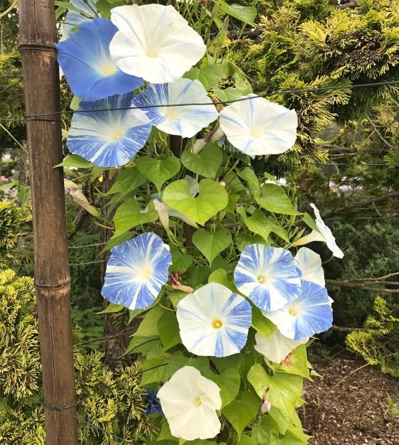 Flying Saucers Morning Glory