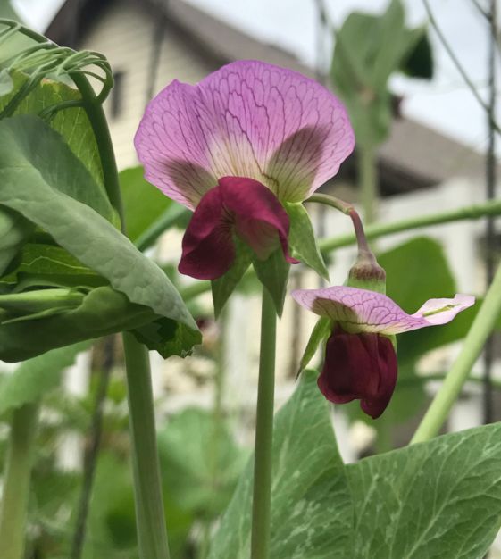 Spring Blush Snap Pea | John Scheepers Kitchen Garden Seeds