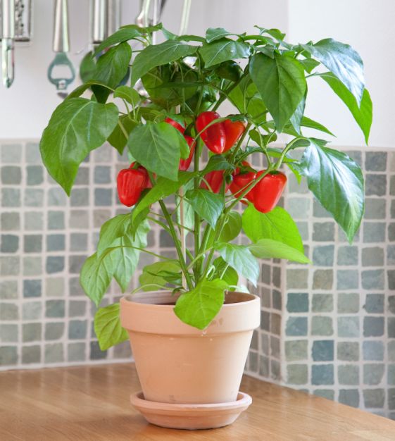 Fresh Bites Red Mini Sweet Pepper | John Scheepers Kitchen Garden Seeds