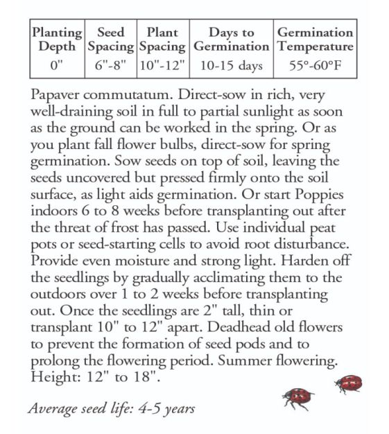 Kitchen Garden Seeds Ladybird Poppy - Thumbnail 2