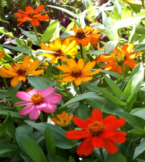The Zahara Zinnia Mixture | John Scheepers Kitchen Garden Seeds