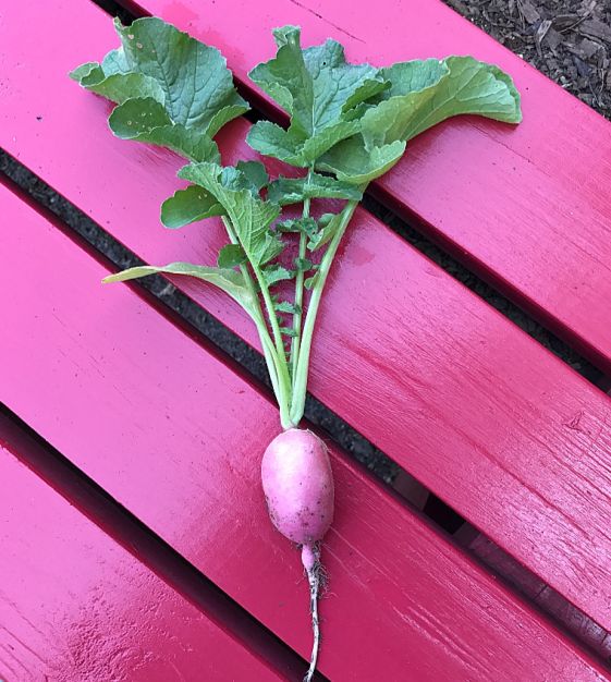 Lady Slipper Radish | John Scheepers Kitchen Garden Seeds