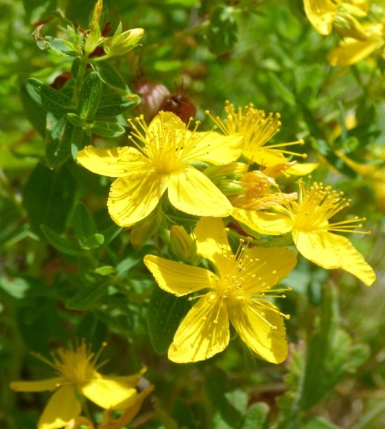 St. Johns Wort Plant ~ Identification and Uses - Practical Self Reliance St. Johns Wort Plant ~ Identification and Uses - Practical Self Reliance