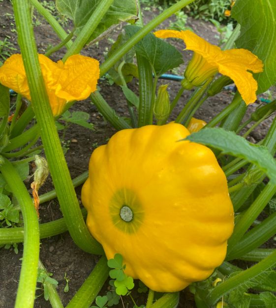 Kitchen Garden Seeds Y-Star Pattypan Squash
