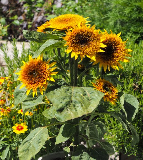 Firefox Sunflower | John Scheepers Kitchen Garden Seeds
