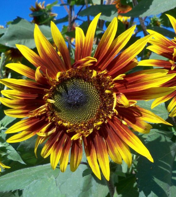 The Extraordinary Sunflower Garden | John Scheepers Kitchen Garden
