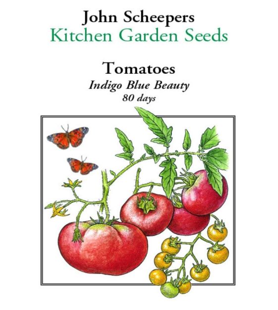 Indigo Blue Beauty Tomato