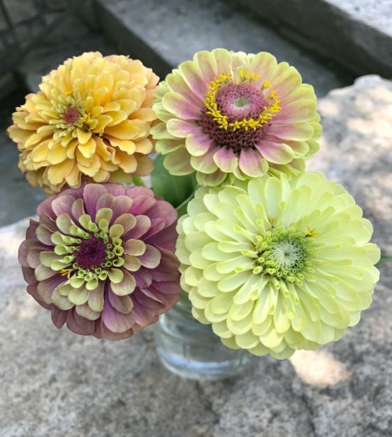 The Queen Lime Zinnia Mixture | John Scheepers Kitchen Garden Seeds